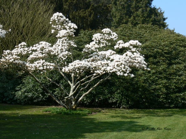 Bois des Moutiers (77) mars 2012